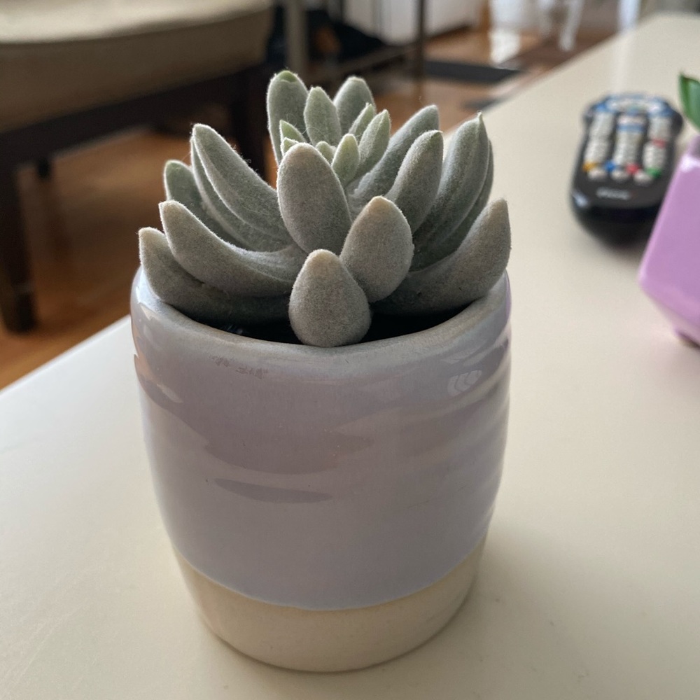 Cute Potted Mint Felt Faux Succulent🌿 - Picture 2 of 2